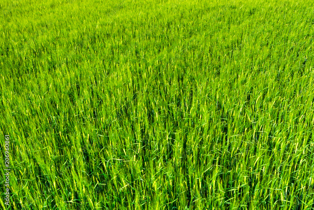 Background of grass field, green texture of crop with barley Background of grass field, green texture of crop with barley
