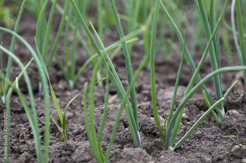 Onion plantation in the vegetable garden