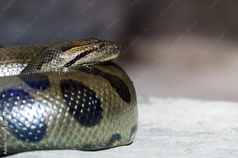 Fototapeta premium Snake coiled rings