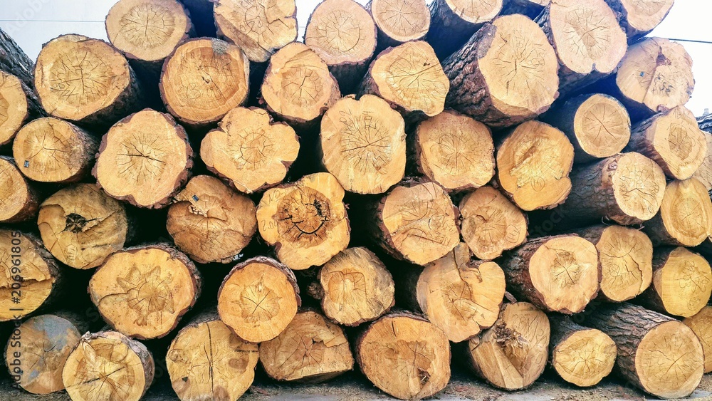 Many cut trunks of coniferous trees lie on a heap Many cut trunks of coniferous trees lie on a heap