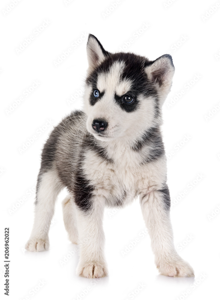 puppy siberian husky puppy siberian husky