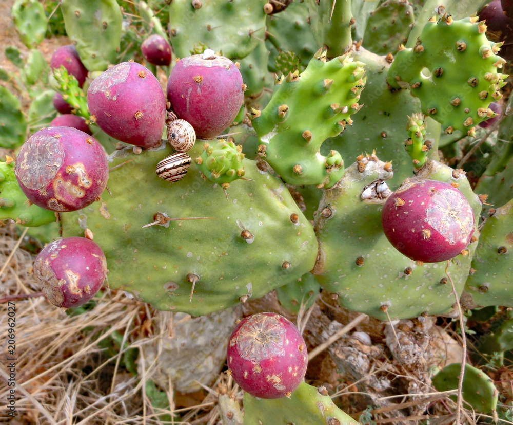 Large ripe prickly pears attached to cacti and some shells Large ripe prickly pears attached to cacti and some shells