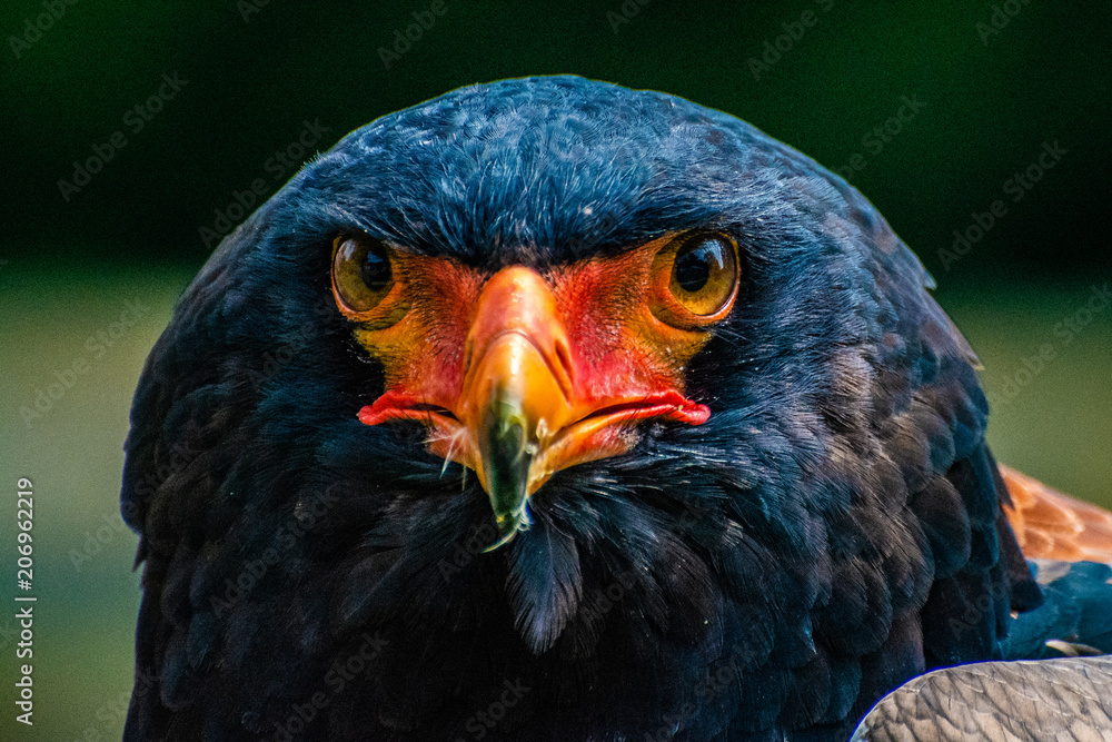 Fototapeta premium Bateleur Eagle