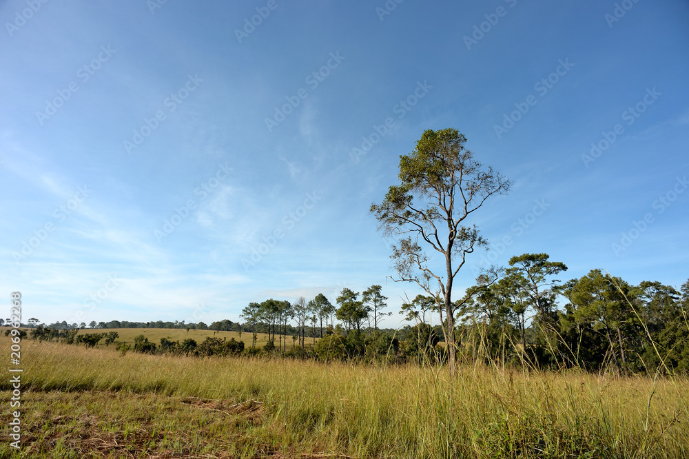Obraz premium pine forest with sun light