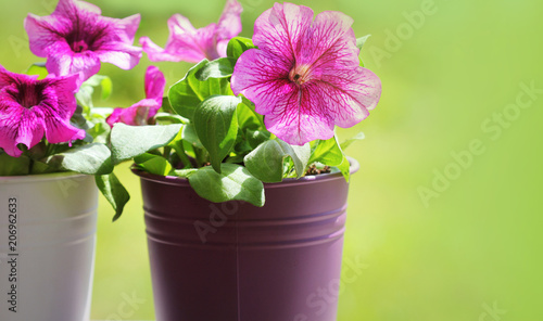 Fototapeta Naklejka Na Ścianę i Meble -  Pink beautiful petunia flower in pot. petunia growing in balcony