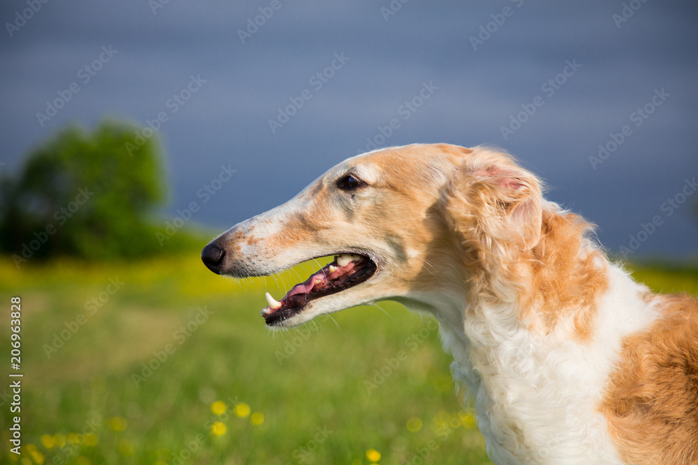 Profile Portrait of russian borzoi dog on a green and yellow field background. Close-up image of beautiful dog in the buttercup field Profile Portrait of russian borzoi dog on a green and yellow field background. Close-up image of beautiful dog in the buttercup field
