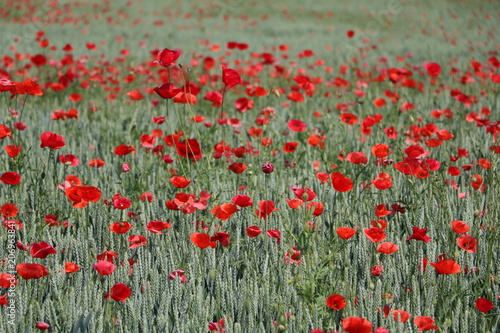 Summertime in Germany, many poppy flowers in a organic wheatfield 