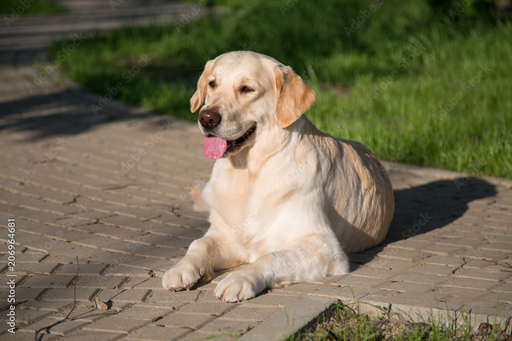 Portrait of sweet golden retriever dog is lying on path in the park. Portrait of sweet golden retriever dog is lying on path in the park.