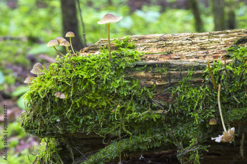 Obraz premium Mushrooms in the wood, nature background
