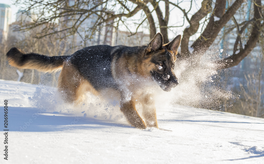 German Shepherd plays in the snow German Shepherd plays in the snow