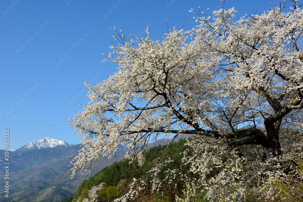 Old japanese cherry trees and snow mountains in the background(日本の南アルプスを背景に桜の花咲く) Old japanese cherry trees and snow mountains in the background(日本の南アルプスを背景に桜の花咲く)