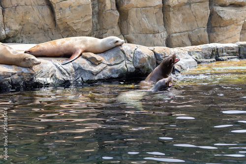 sea lions on rest