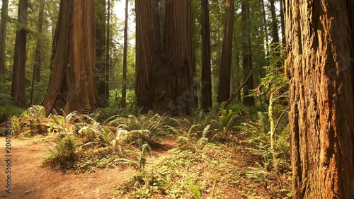 Redwood National Park Fallen Giant Trees in Rain Forest California USA