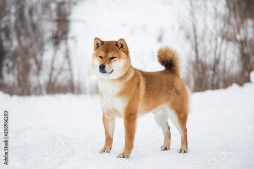 Japanese red coat dog is in winter forest. Profile Portrait of adorable Shiba inu male standing in the forest on the snow and trees background.