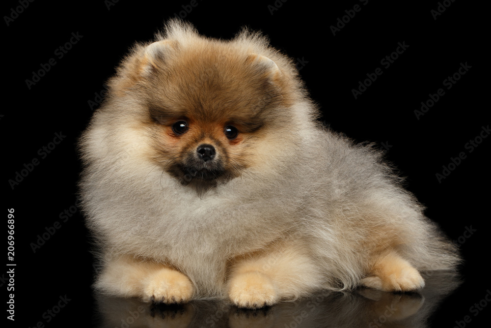 Groomed miniature Pomeranian Spitz puppy Lying on black isolated background, front view Groomed miniature Pomeranian Spitz puppy Lying on black isolated background, front view