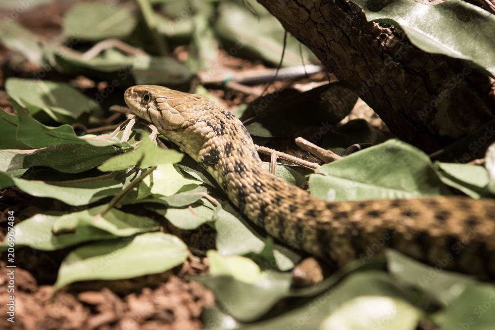 Naklejka premium Snake head on leaf background.