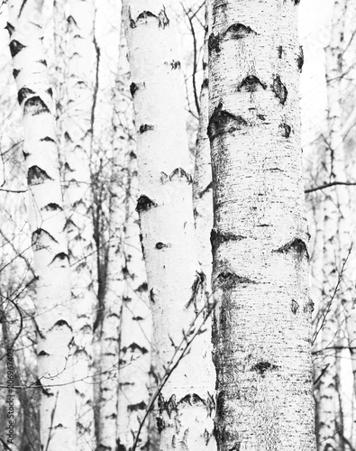 black-and-white photo with white birches with birch bark in birch grove © yarbeer