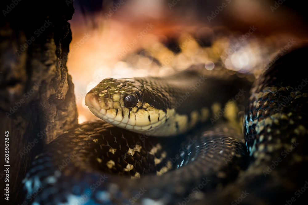 Beautiful snake showcase in the zoo. Beautiful snake showcase in the zoo.