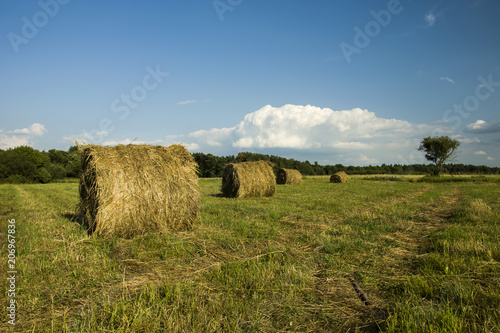 Hay circles in the meadow, forest and cloud in the sky
