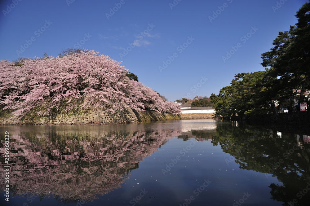 彦根城と桜と逆さ桜
青空のものとの彦根城の桜とお堀の逆さ桜 彦根城と桜と逆さ桜
青空のものとの彦根城の桜とお堀の逆さ桜