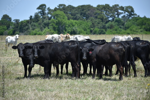 Wallpaper Mural black Angus cow herd Torontodigital.ca