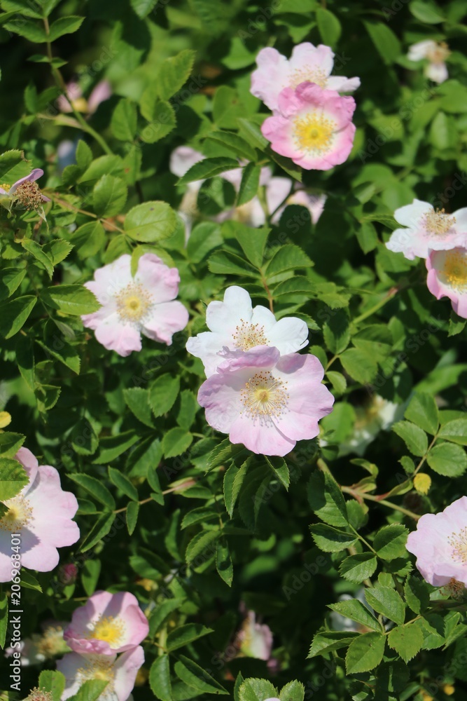 Dog-rose rosehip blooming in spring in Germany Dog-rose rosehip blooming in spring in Germany