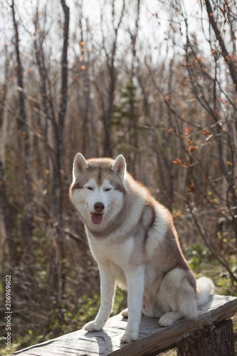 Portrait of beige and white Siberian Husky dog sitting on the bench in the forest at sunset