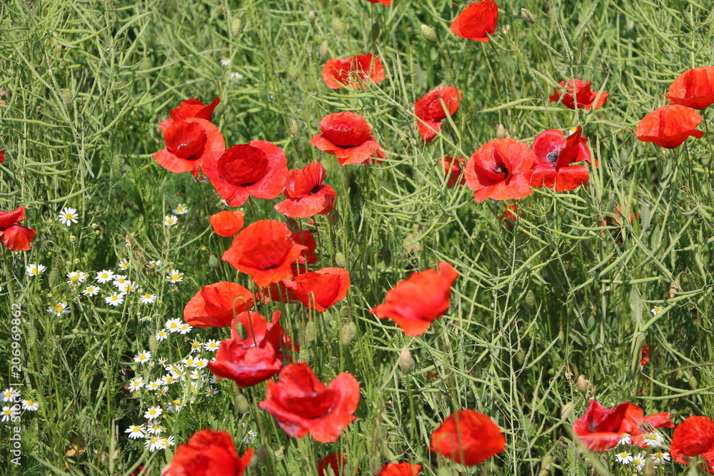 Papaver rhoeas in summer, Germany Papaver rhoeas in summer, Germany