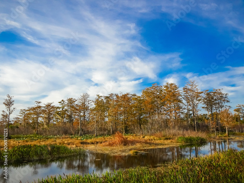 autumn in cypress marsh