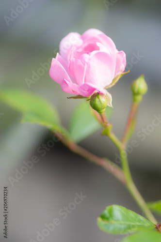Pretty Polyantha rose, pink flowers 'The Fairy'. Close up of a single pink flower with shallow focus and soft focus background. Vertical.