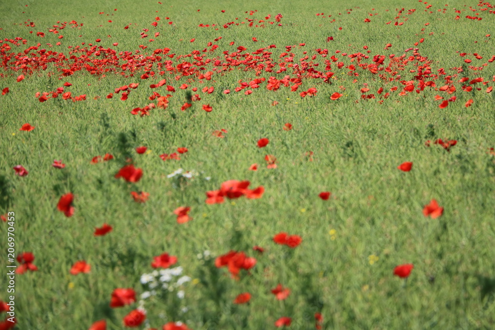 Papaver rhoeas in summer, Germany