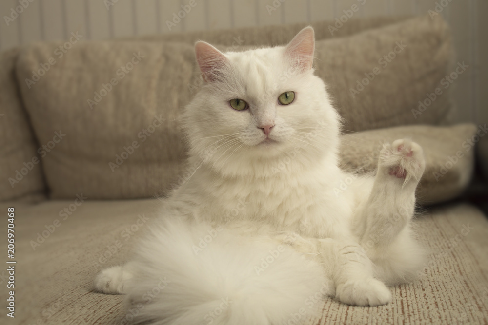 white fluffy homemade cat sitting on the couch white fluffy homemade cat sitting on the couch