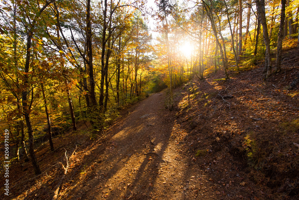 Obraz premium Hayedo