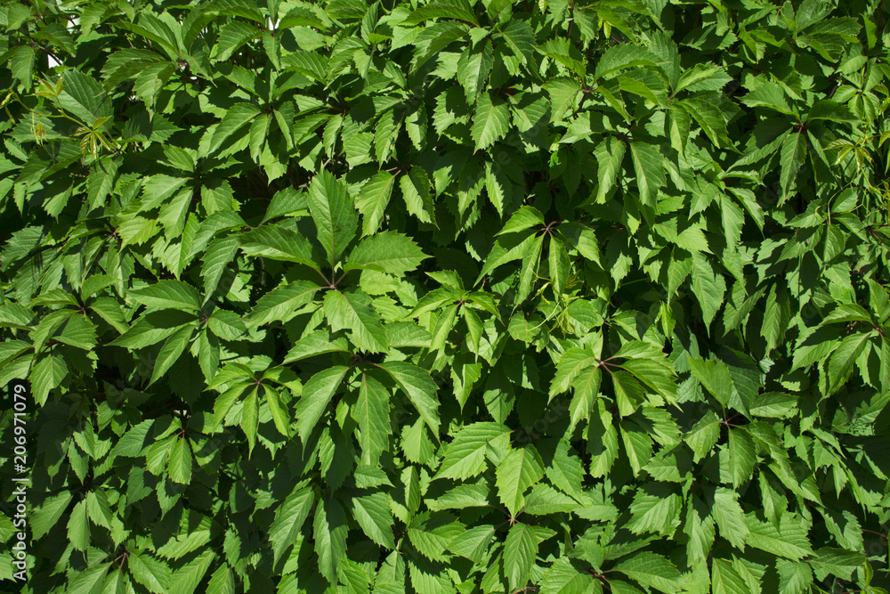 natural background of green leaves natural background of green leaves