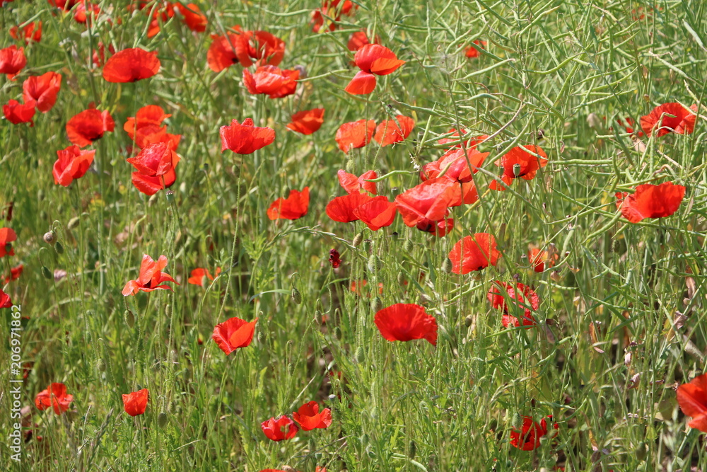 Obraz premium Papaver rhoeas flowers in a Organic rape field in summer, Germany