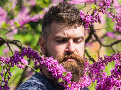Hipster enjoys spring near violet blossom. Man with beard and mustache on strict face near flowers on sunny day. Bearded man with fresh haircut posing with bloom of judas tree. Perfumery concept.