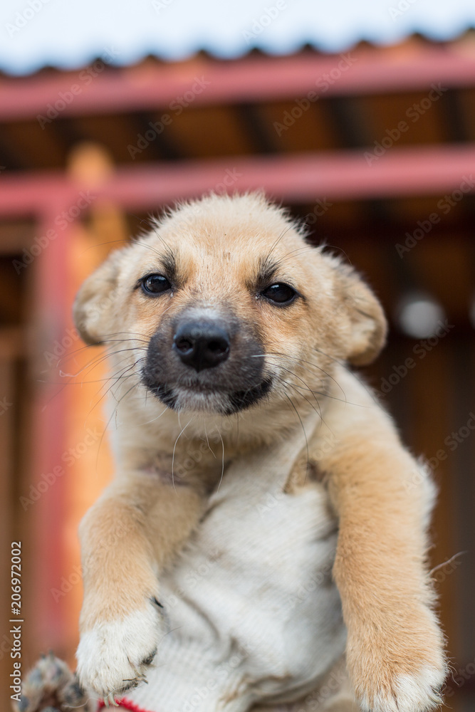 A volonteer is holding a red homeless puppy. Close-up Portrait of scared Abandoned puppy from a shelter hopes to find its new home. A volonteer is holding a red homeless puppy. Close-up Portrait of scared Abandoned puppy from a shelter hopes to find its new home.