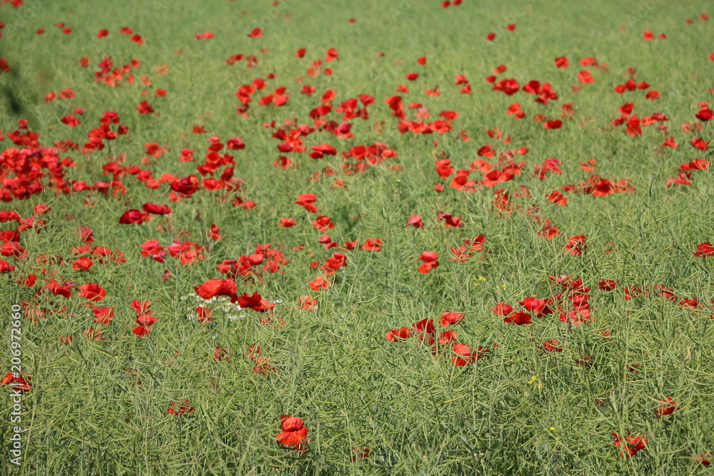 Organic rape field with many poppy flowers in Germany