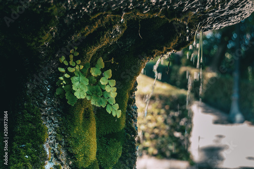 adiantum cuneatum in a natural source photo