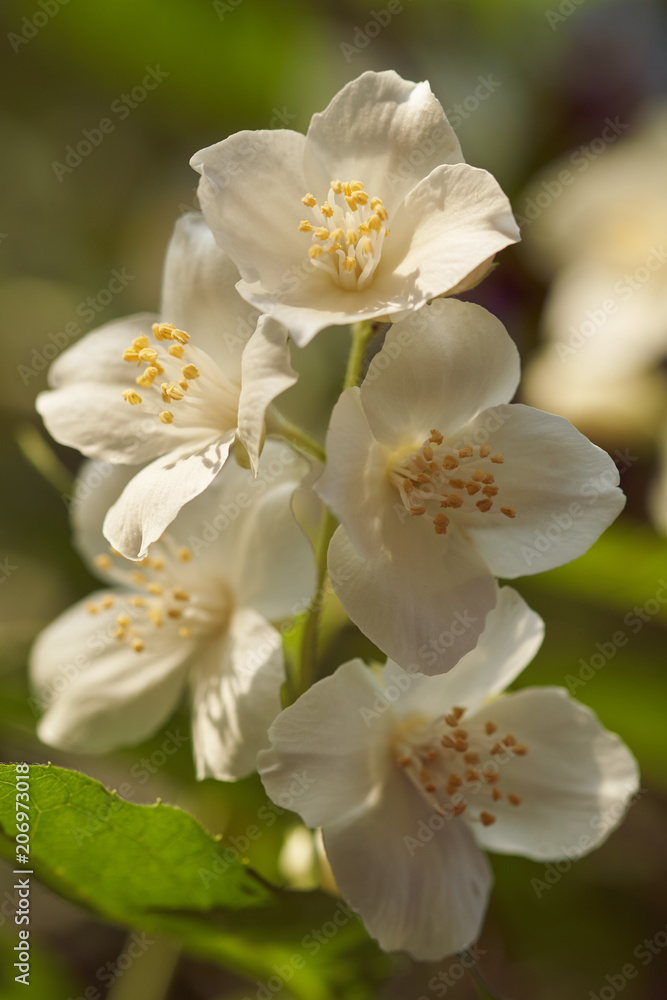 English Dogwood flowers in closeup