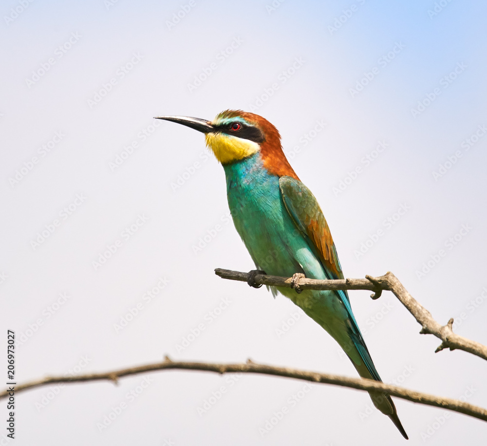 Obraz premium Bee eater (Merops apiaster)