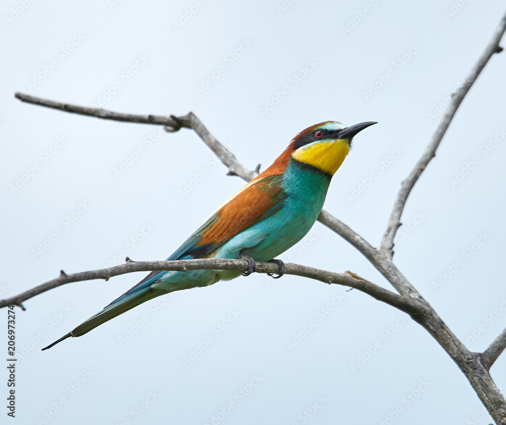 Obraz premium Bee eater (Merops apiaster)