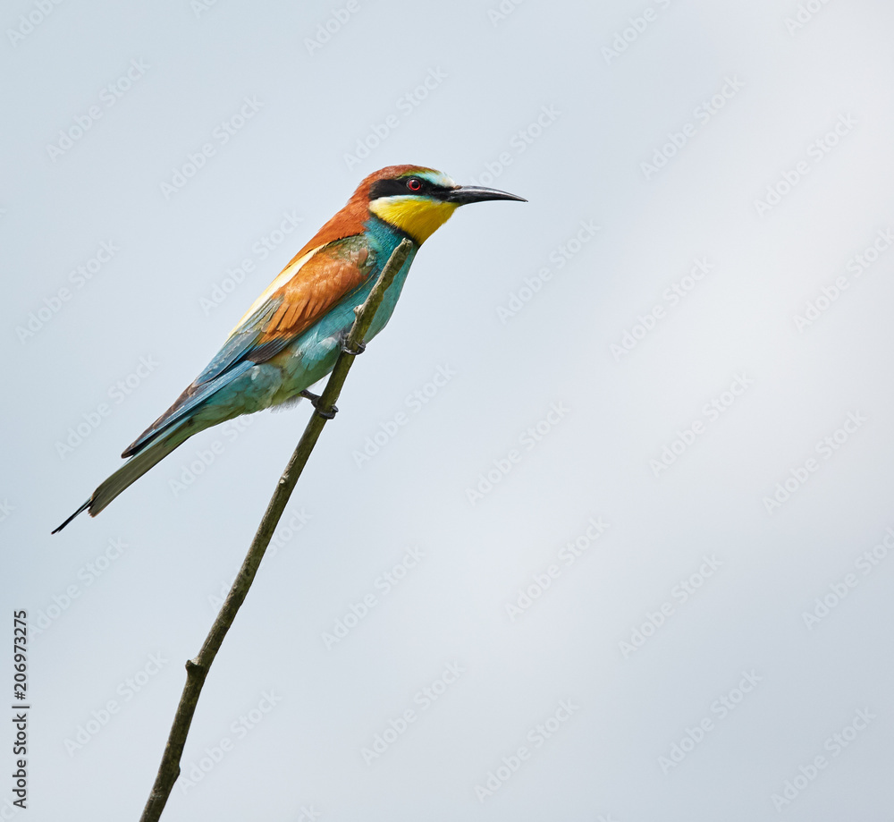 Obraz premium Bee eater (Merops apiaster)