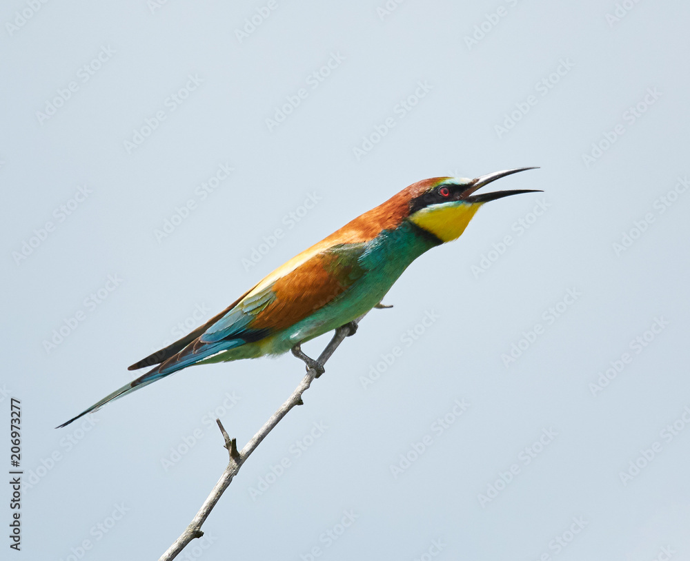 Obraz premium Bee eater (Merops apiaster)