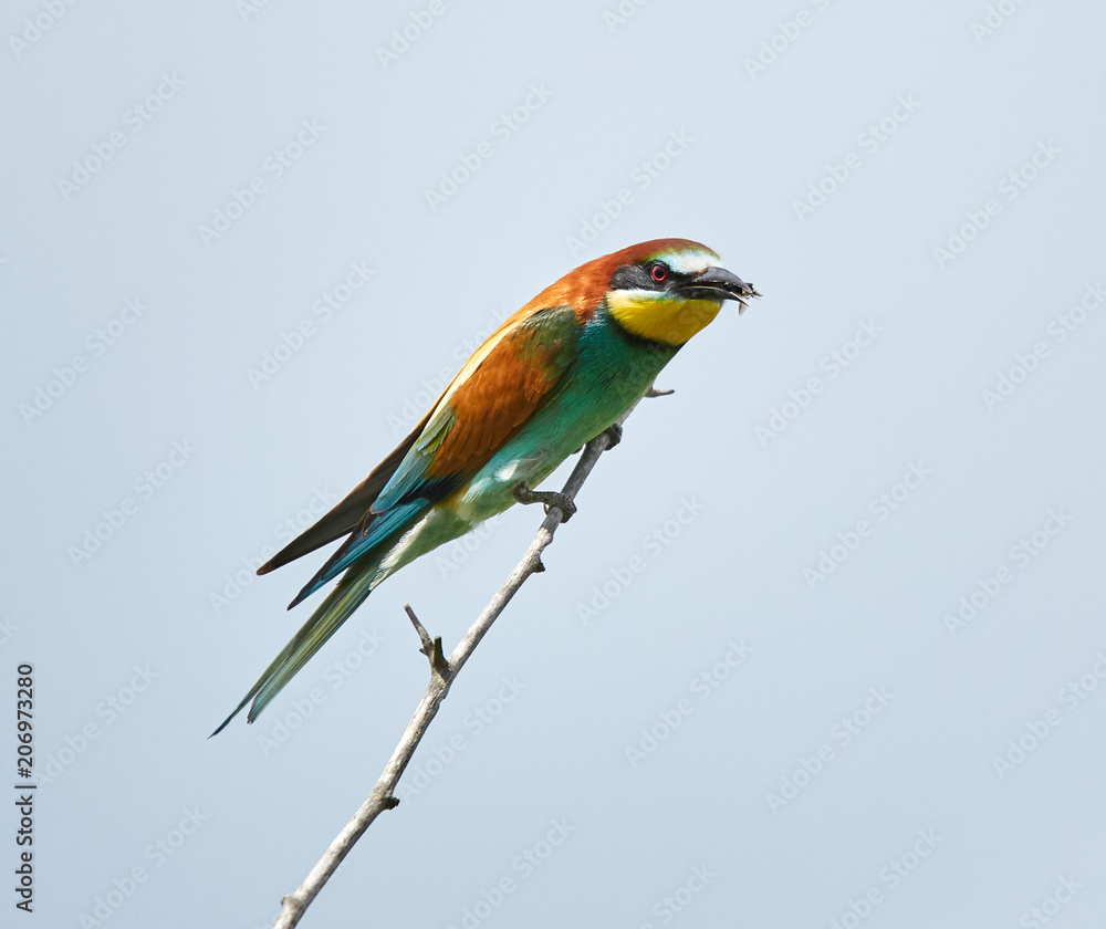 Obraz premium Bee eater (Merops apiaster)