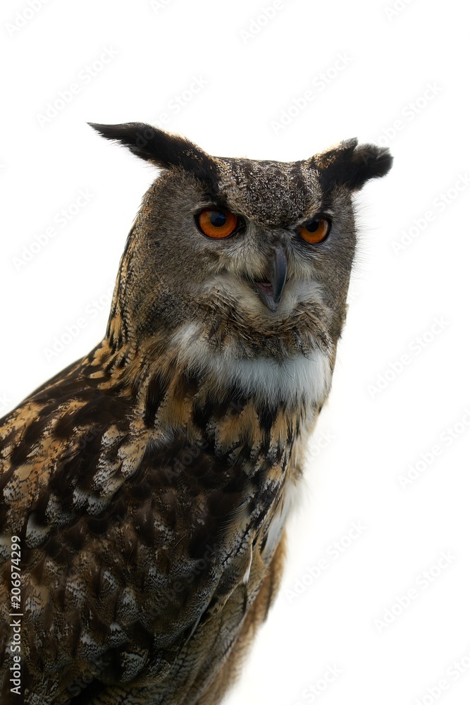 Obraz premium Eurasian Eagle Owl facing left, isolated on white background