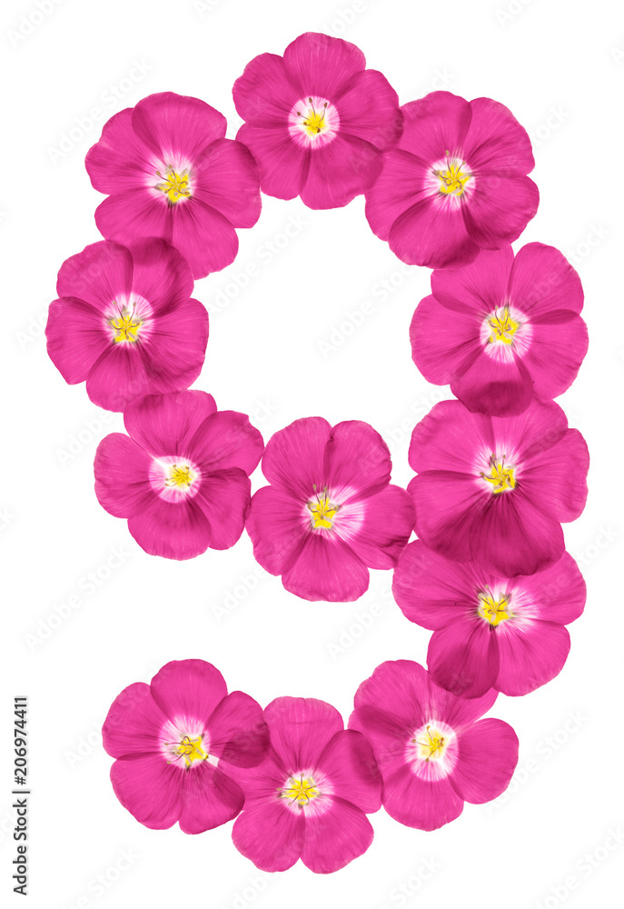 Arabic numeral 9, nine, from pink flowers of flax, isolated on white background