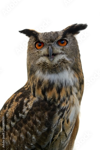 Eurasian Eagle Owl against white background