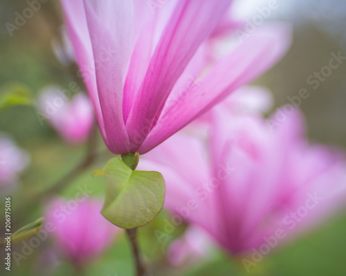 Magnolia pink photo