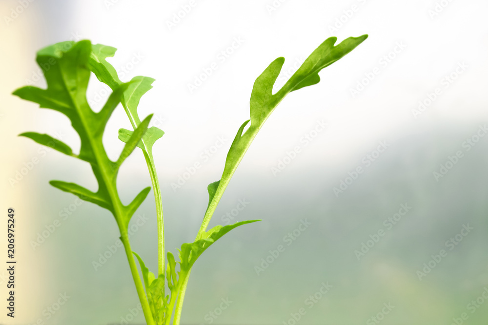 Rucola leaves macro shot on soft blurry background Rucola leaves macro shot on soft blurry background